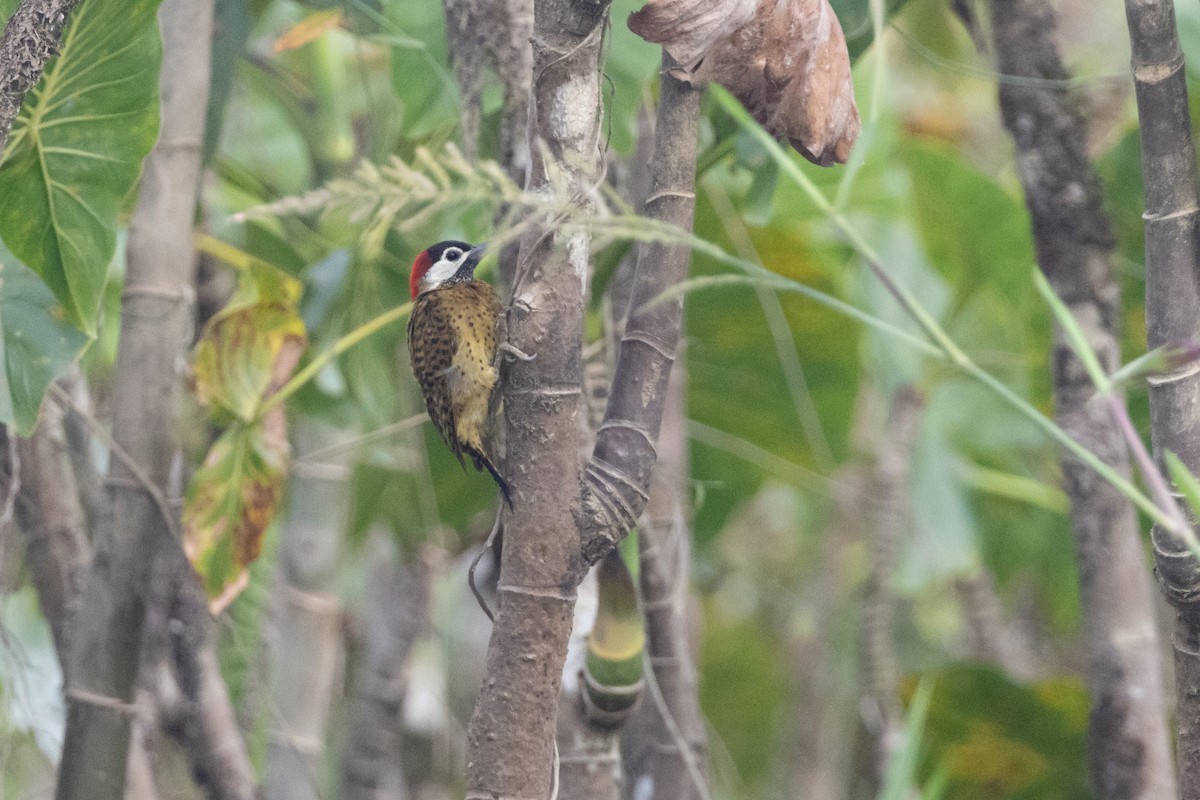 Spot-breasted Woodpecker - ML623382710