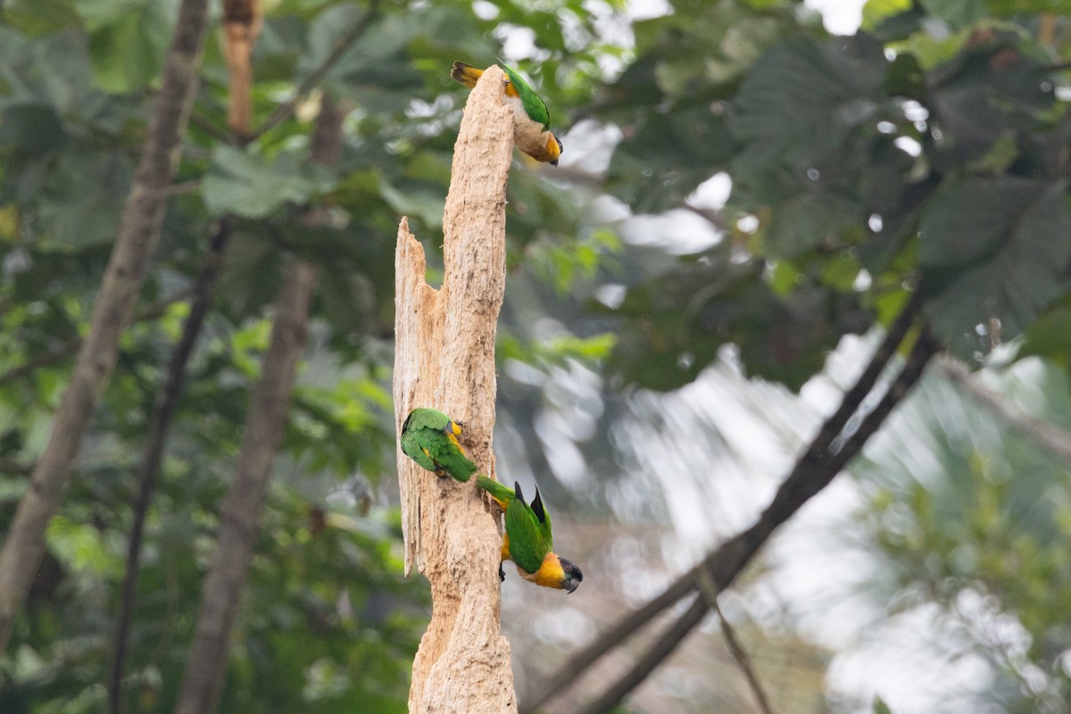 Black-headed Parrot - ML623382797