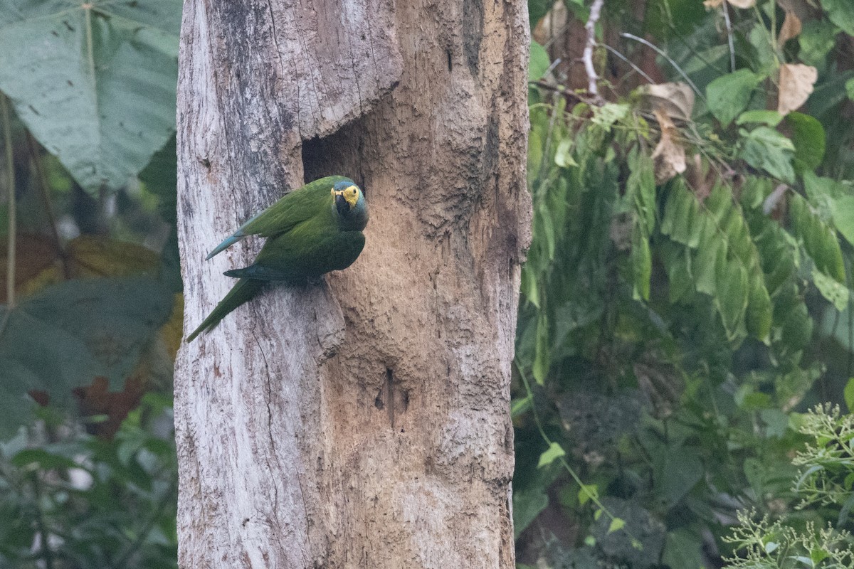 Red-bellied Macaw - ML623382798