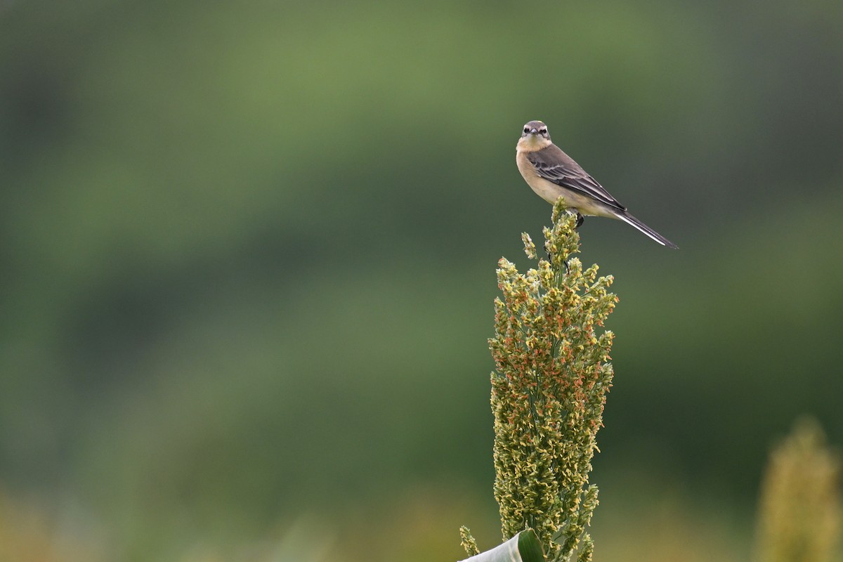 Eastern Yellow Wagtail - ML623382813