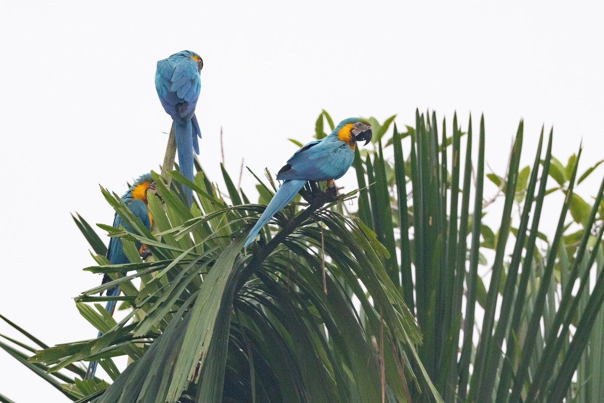 Blue-and-yellow Macaw - ML623382814