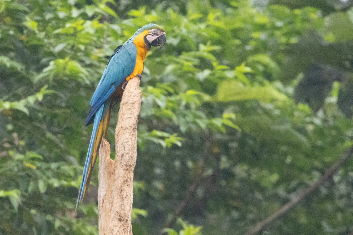 Guacamayo Azuliamarillo - ML623382815