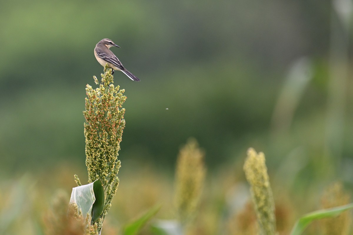 Eastern Yellow Wagtail - ML623382816