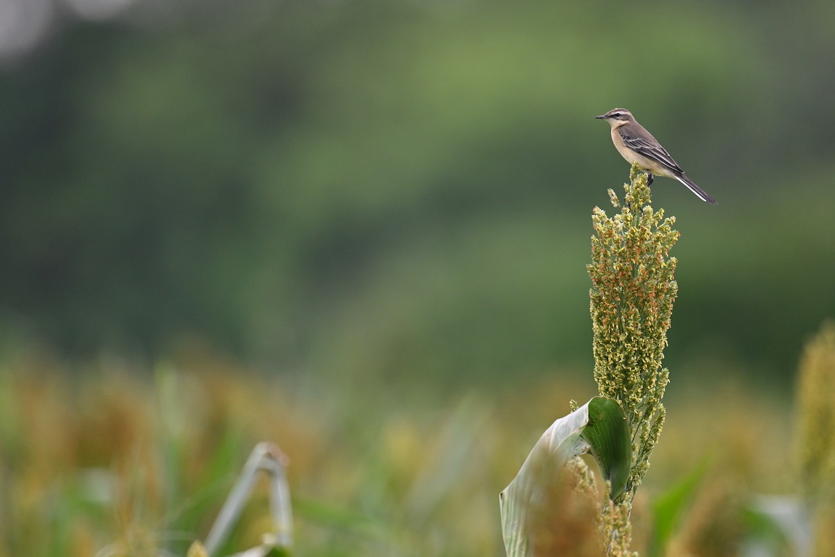 Eastern Yellow Wagtail - ML623382817