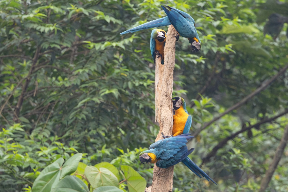 Guacamayo Azuliamarillo - ML623382831