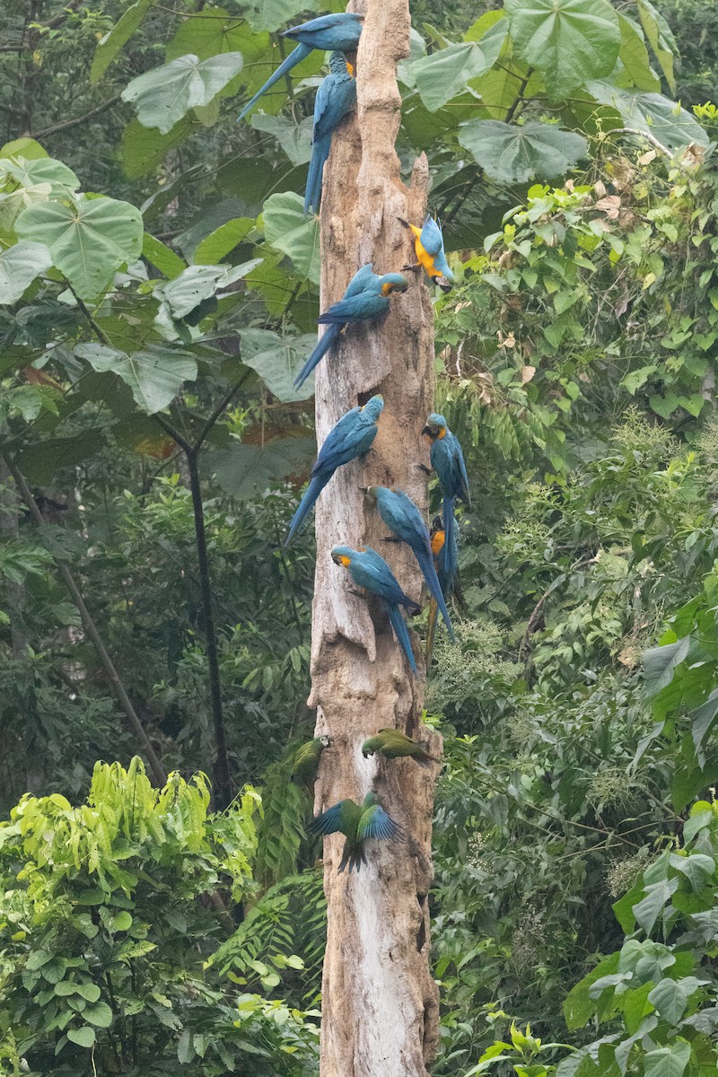 Chestnut-fronted Macaw - ML623382833