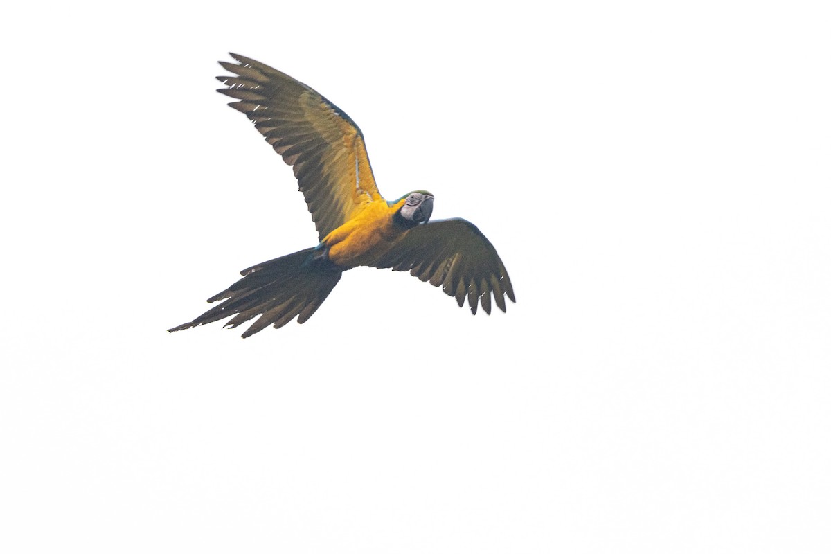 Blue-and-yellow Macaw - ML623382836