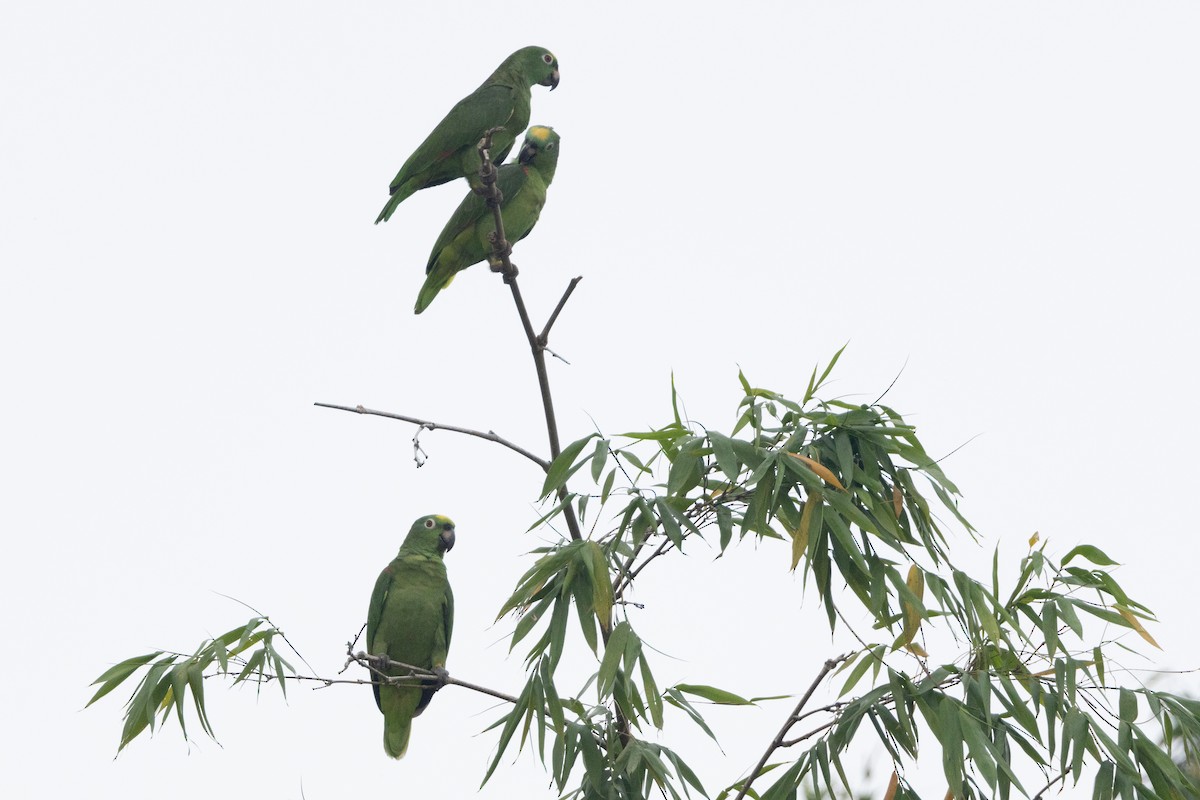 Yellow-crowned Parrot - ML623382845