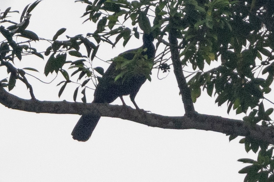 Blue-throated Piping-Guan - ML623382883