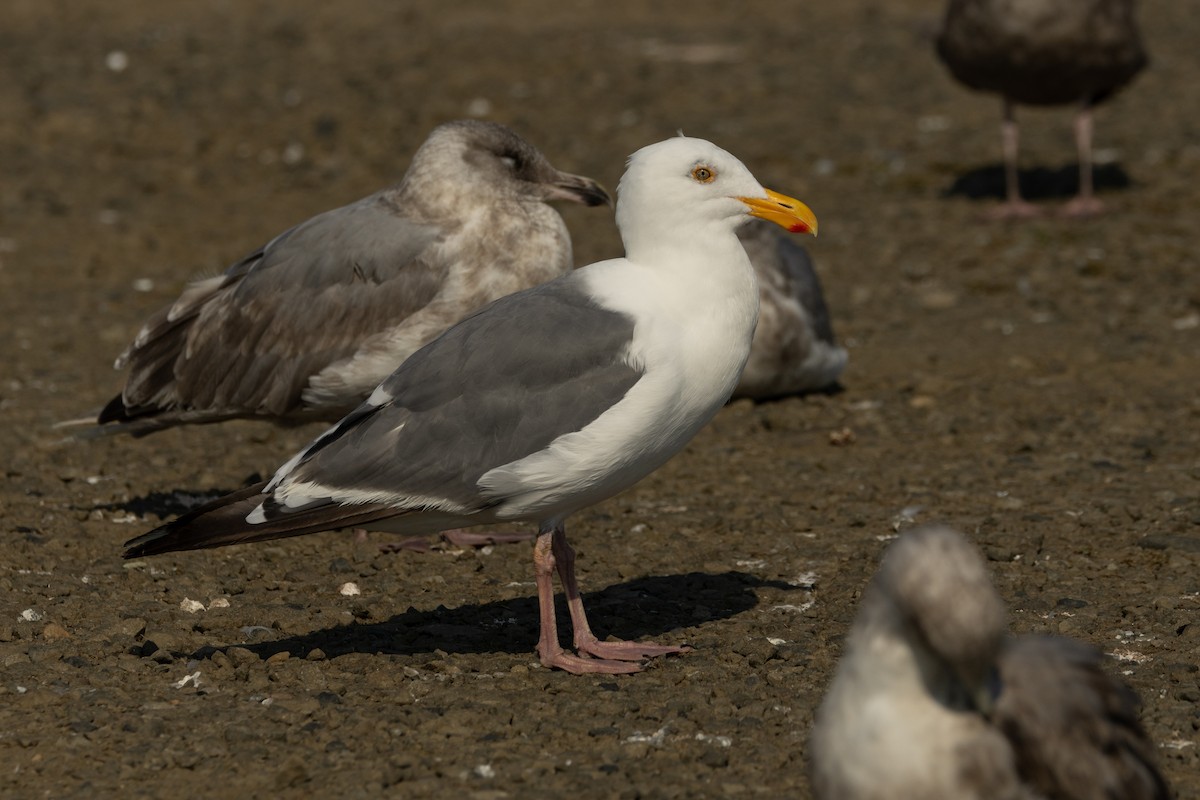 Western Gull - ML623382969