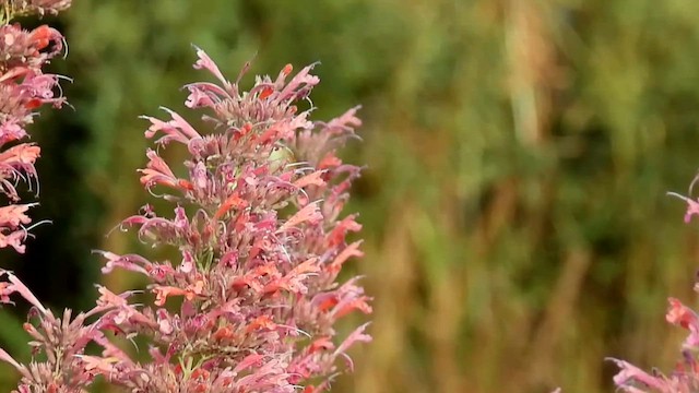 Calliope Hummingbird - ML623383004