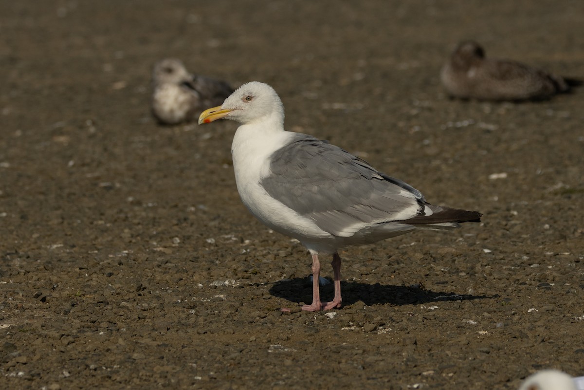 Western x Glaucous-winged Gull (hybrid) - ML623383022