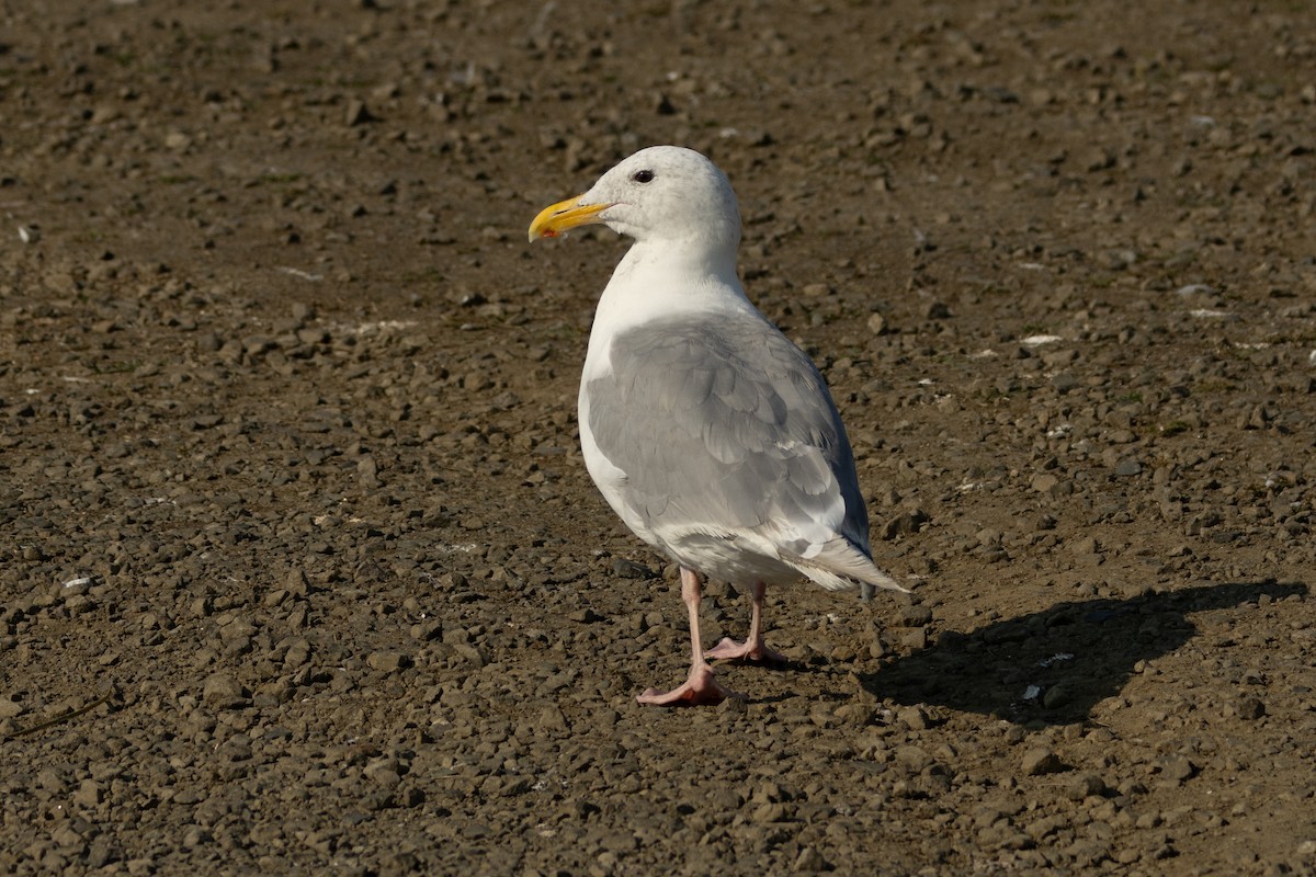 Western/Glaucous-winged Gull - ML623383036