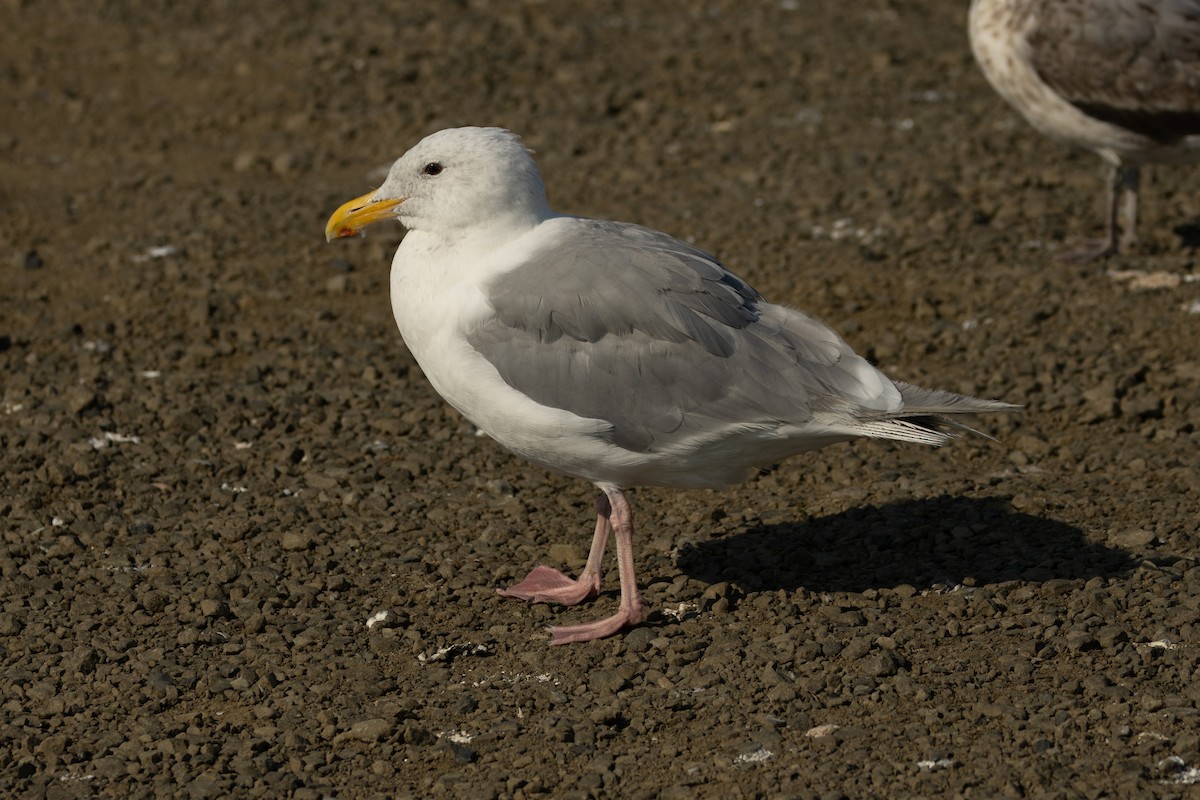 Western/Glaucous-winged Gull - ML623383041