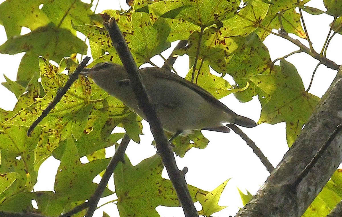 Rotaugenvireo - ML623383044