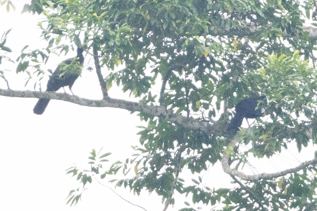 Blue-throated Piping-Guan - ML623383045