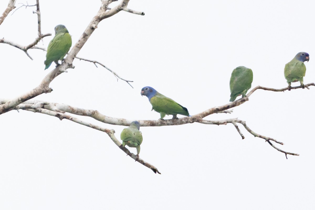 Blue-headed Parrot - ML623383048