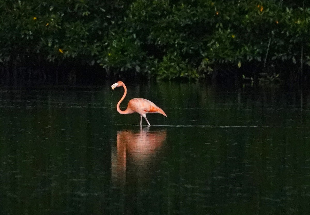 Flamant des Caraïbes - ML623383101