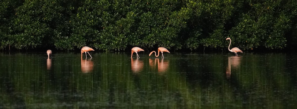 American Flamingo - Thomas Jackman