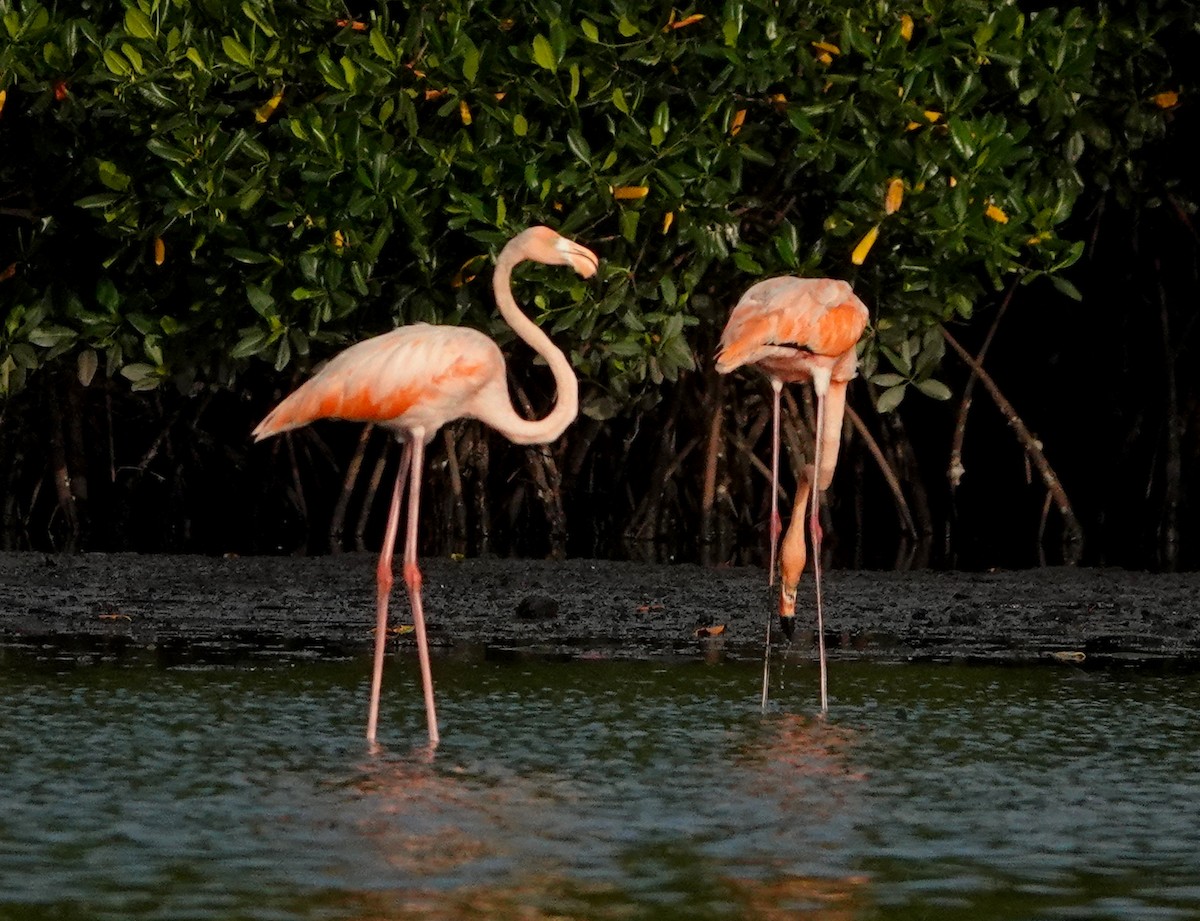 American Flamingo - Thomas Jackman