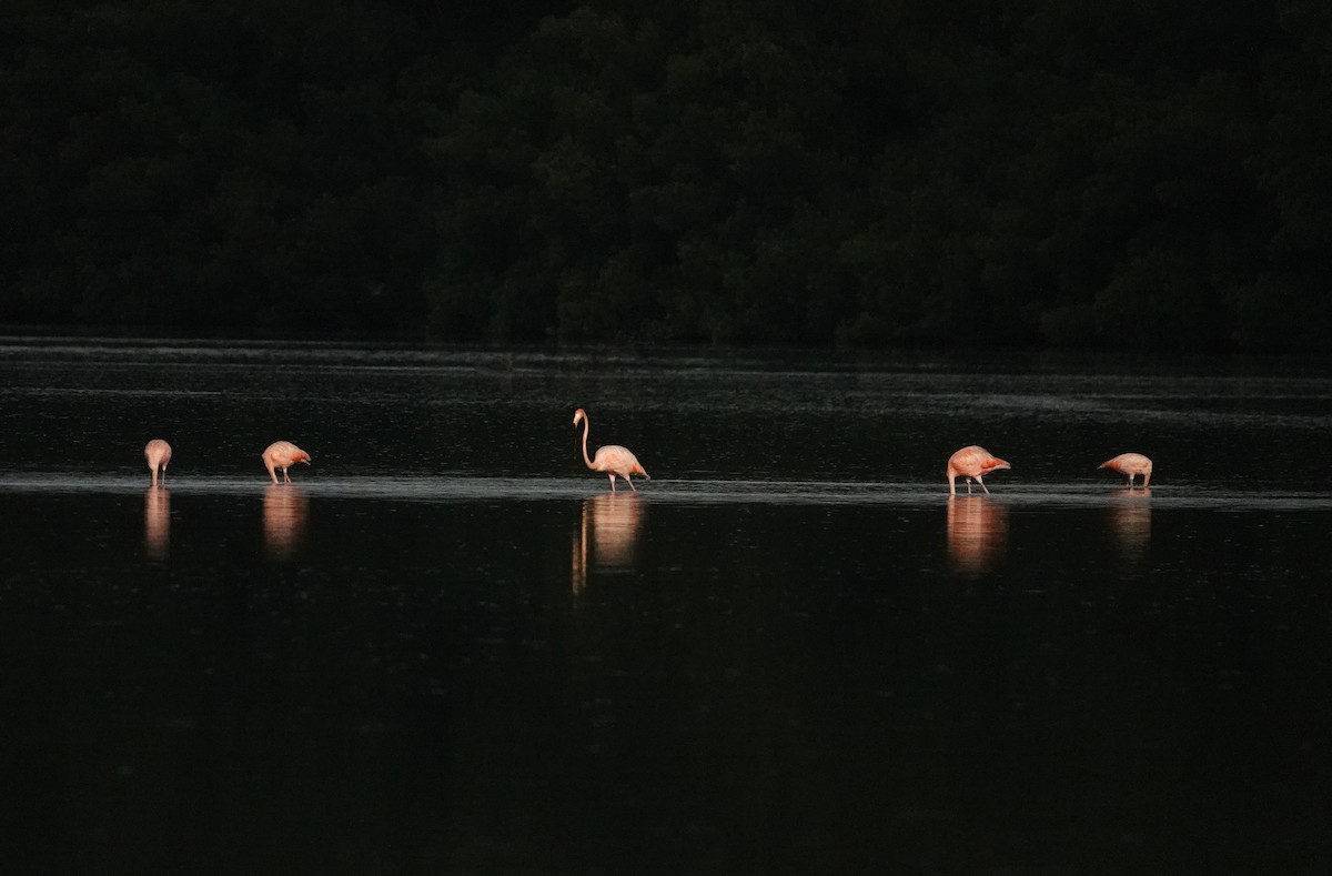 Flamant des Caraïbes - ML623383116