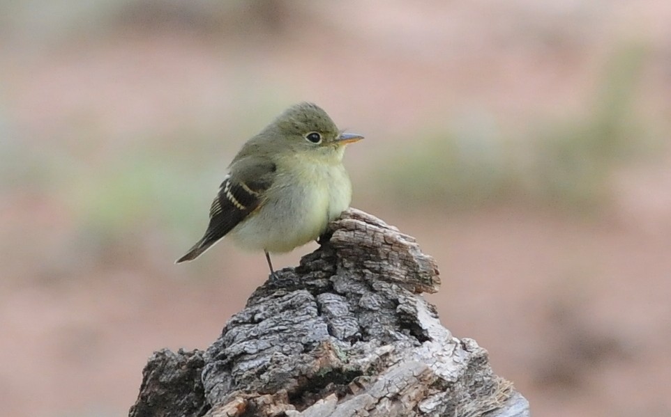 Yellow-bellied Flycatcher - ML623383124