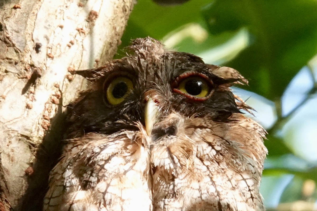 Tropical Screech-Owl - Thomas Jackman