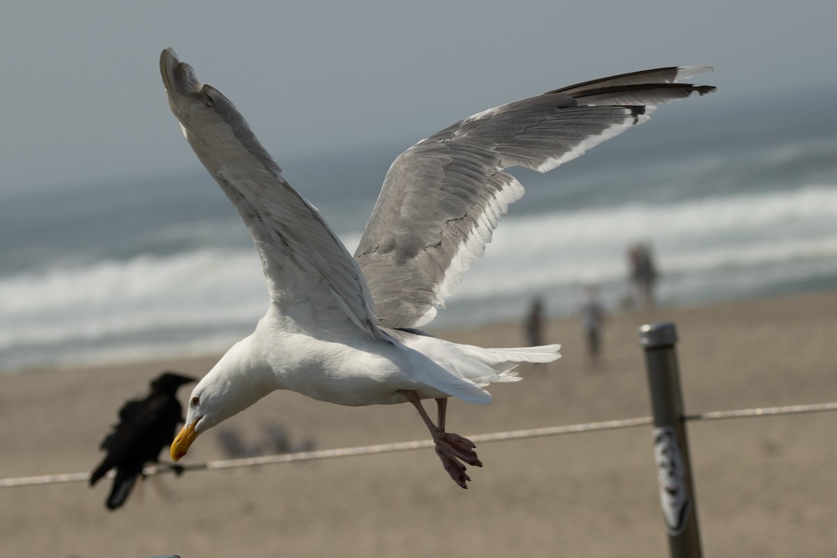 Western x Glaucous-winged Gull (hybrid) - ML623383151