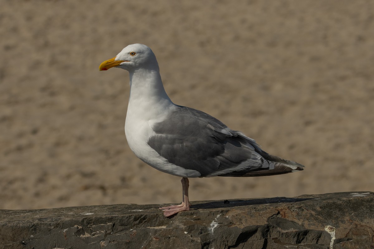 Western x Glaucous-winged Gull (hybrid) - ML623383154