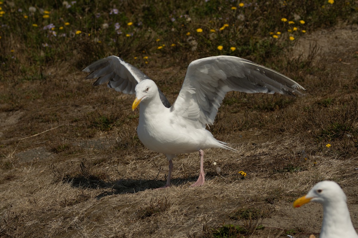 Western x Glaucous-winged Gull (hybrid) - ML623383155