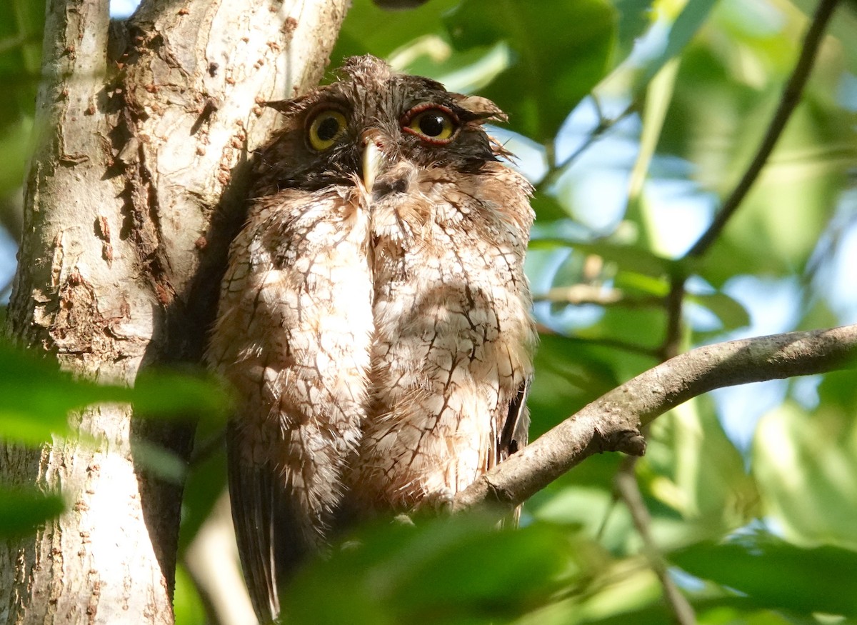 Tropical Screech-Owl - Thomas Jackman