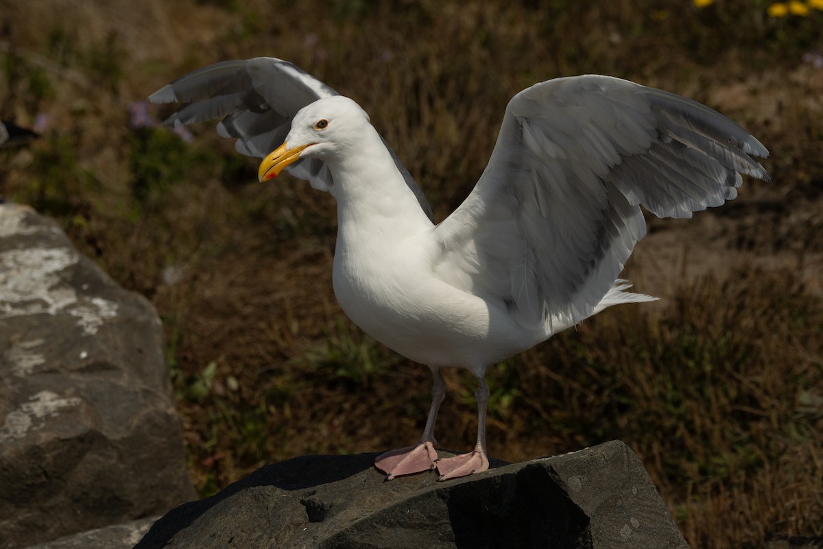 Western x Glaucous-winged Gull (hybrid) - ML623383158