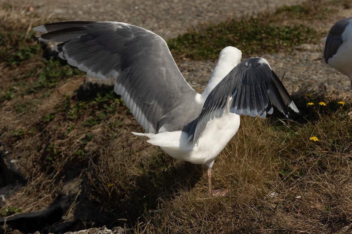 Western x Glaucous-winged Gull (hybrid) - ML623383159