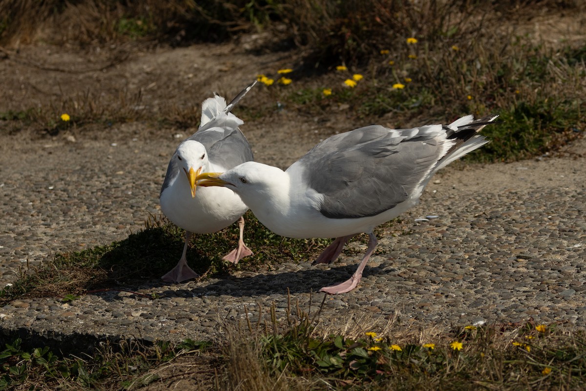 Western x Glaucous-winged Gull (hybrid) - ML623383160