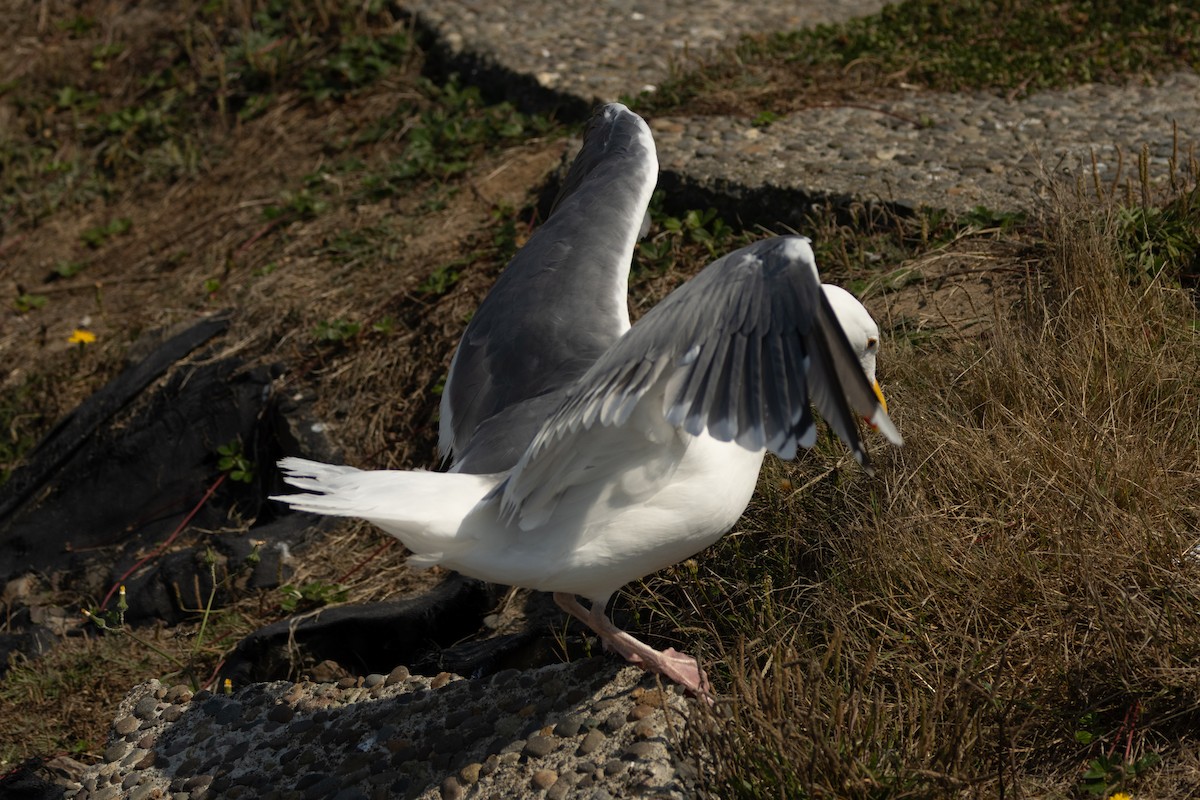 Western x Glaucous-winged Gull (hybrid) - ML623383161