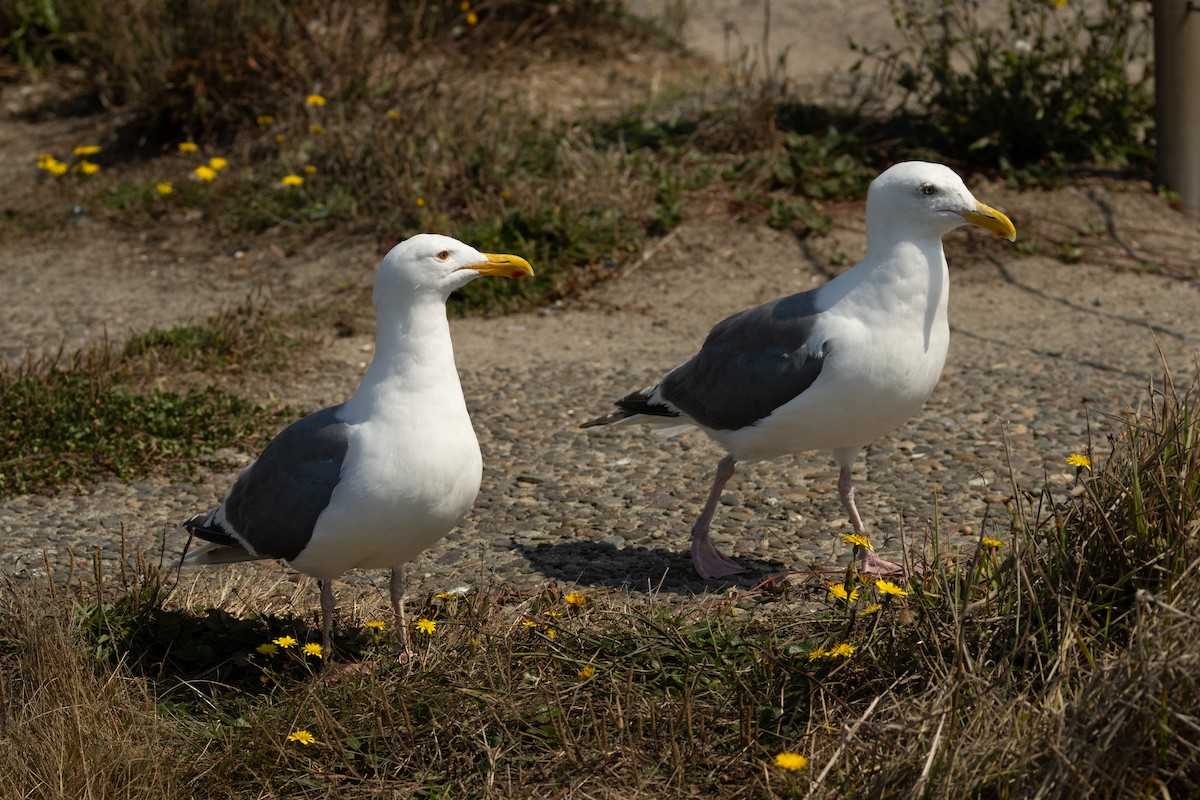 Western x Glaucous-winged Gull (hybrid) - ML623383162