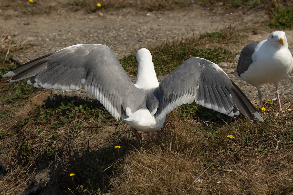 Western x Glaucous-winged Gull (hybrid) - ML623383163