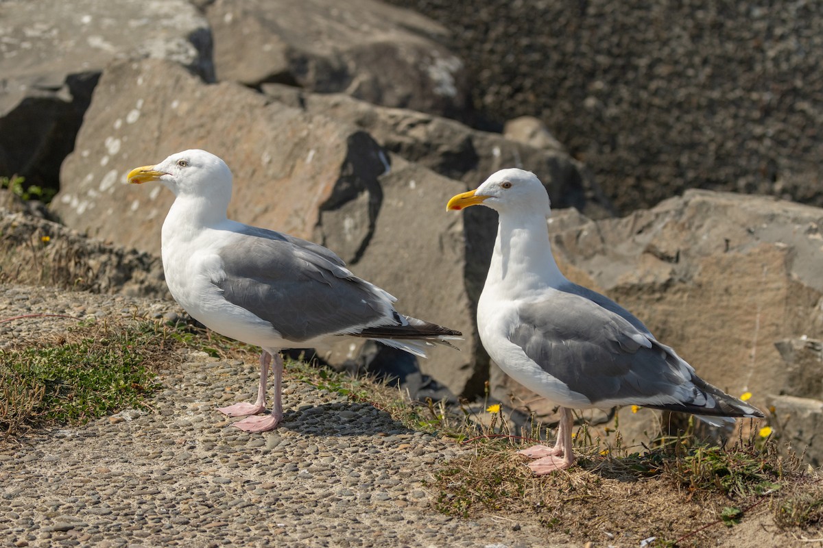 Western x Glaucous-winged Gull (hybrid) - ML623383164