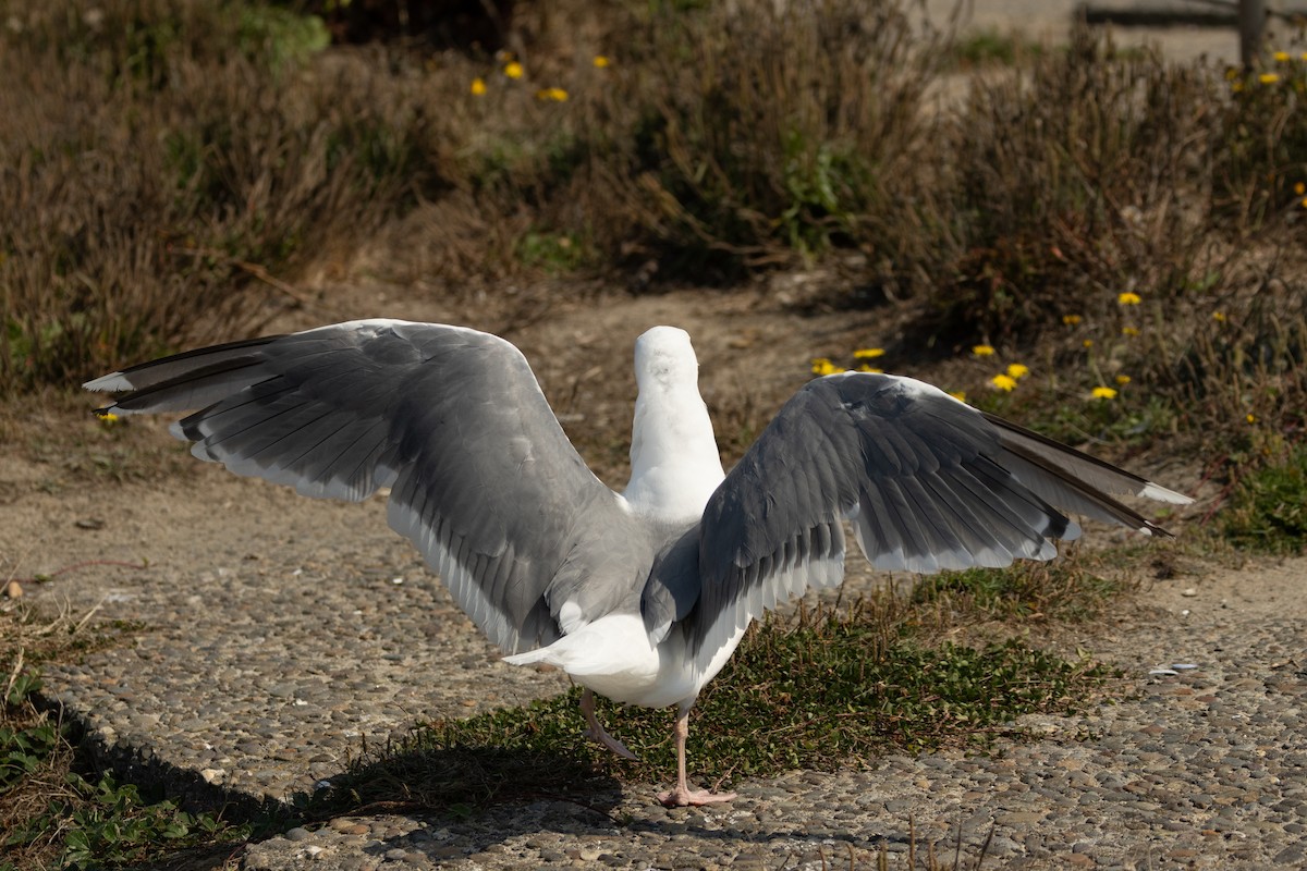 Western x Glaucous-winged Gull (hybrid) - ML623383165