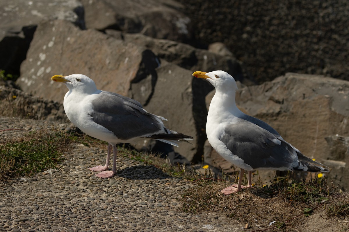 Western x Glaucous-winged Gull (hybrid) - ML623383167