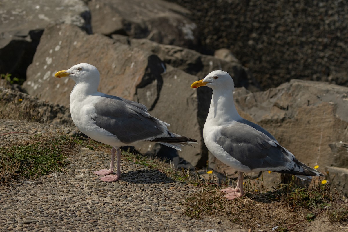 Western x Glaucous-winged Gull (hybrid) - ML623383168