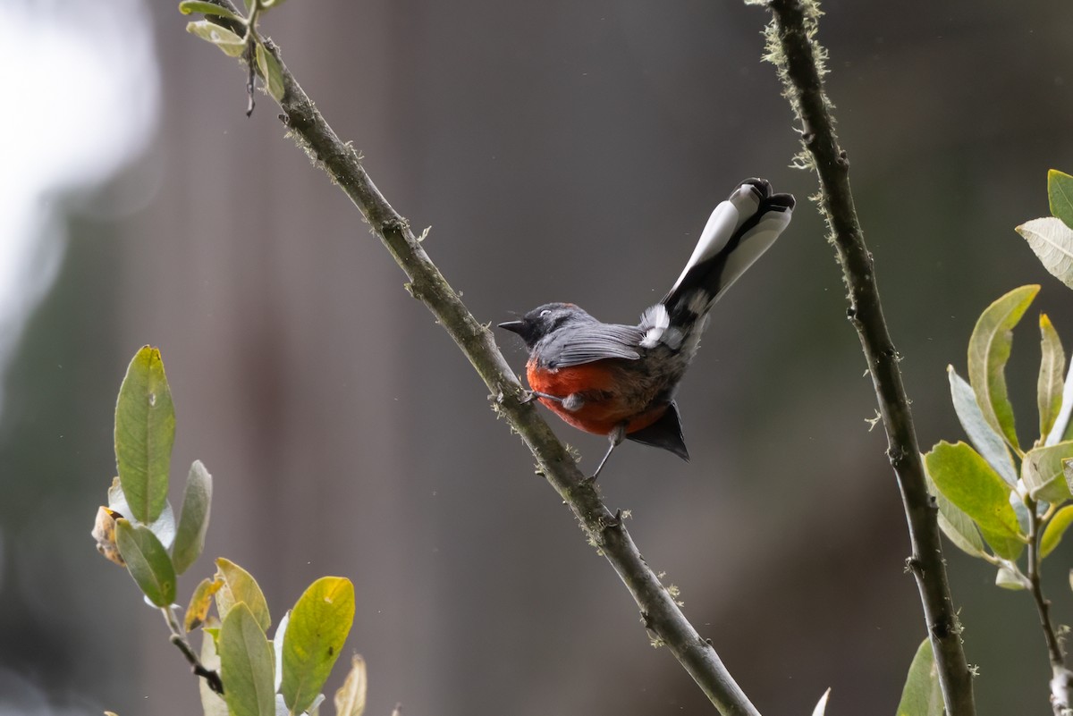 Slate-throated Redstart - ML623383182