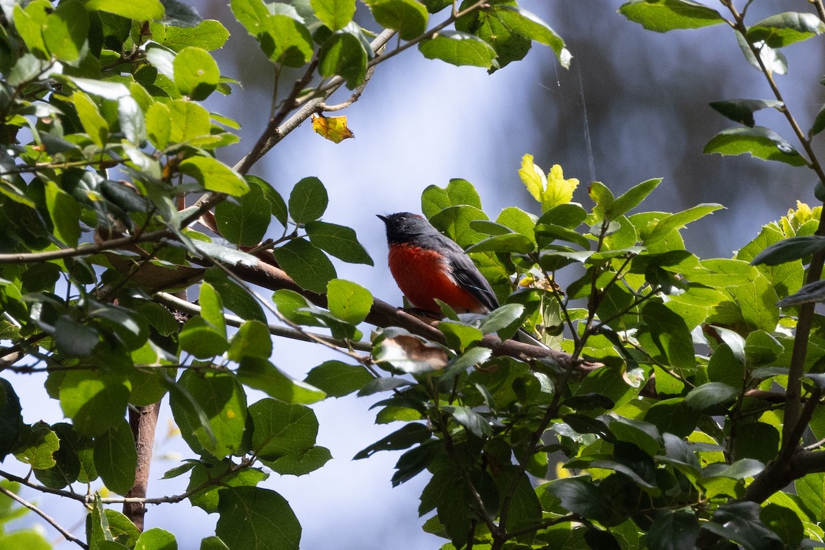 Slate-throated Redstart - ML623383184