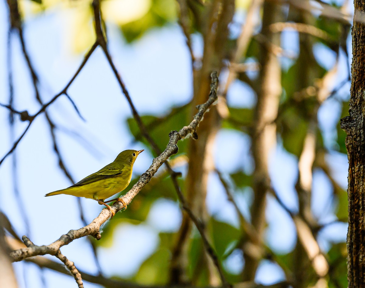 Yellow Warbler - ML623383186