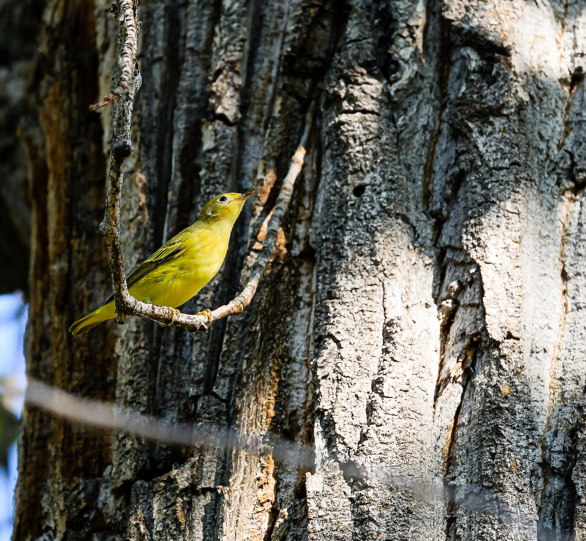 Yellow Warbler - ML623383188