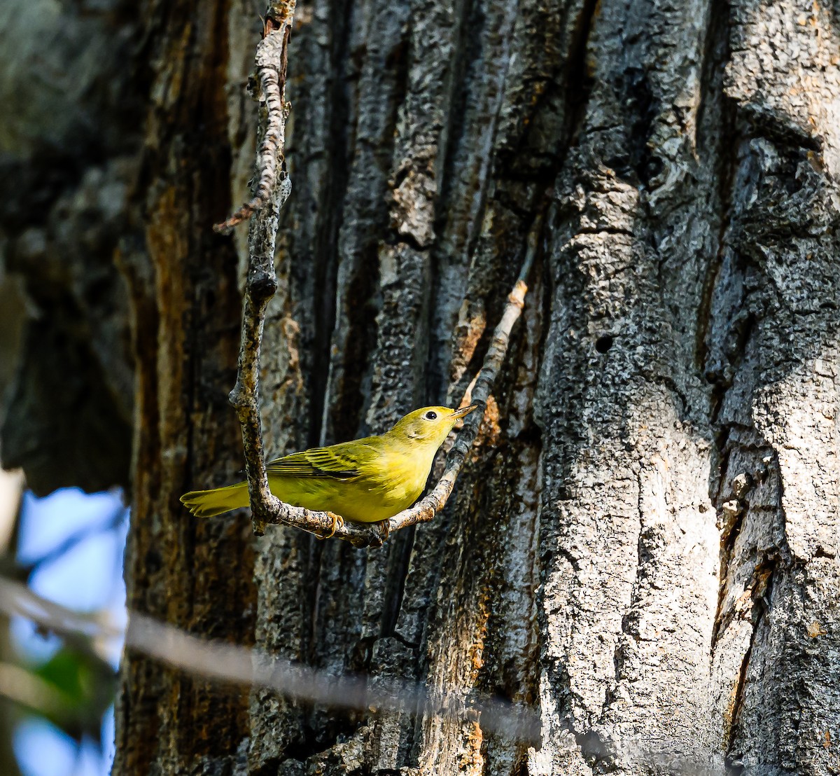 Yellow Warbler - ML623383189