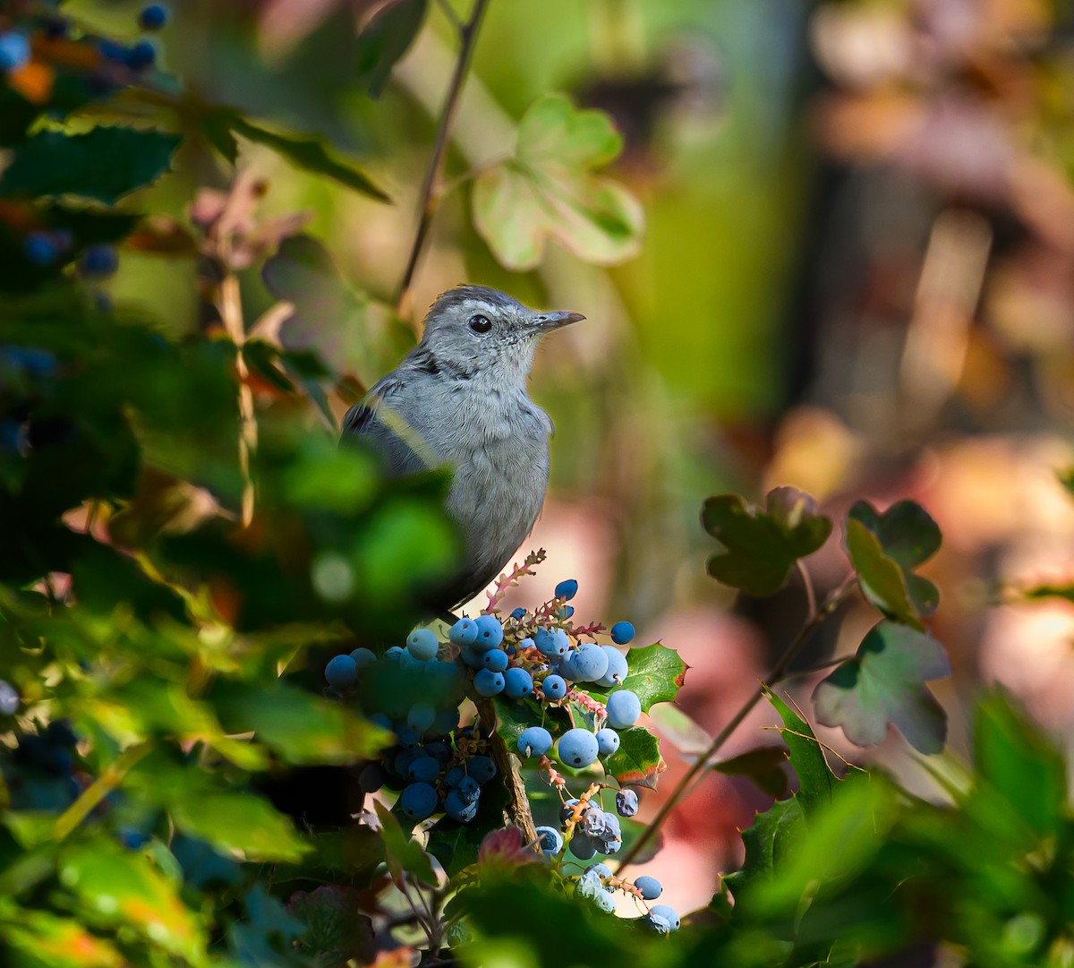 Gray Catbird - Ken Miracle