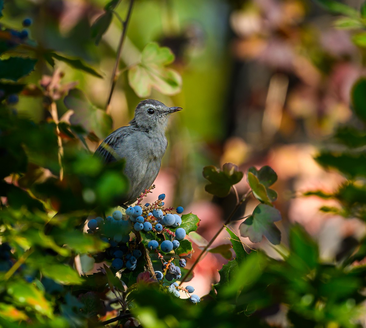 Gray Catbird - Ken Miracle