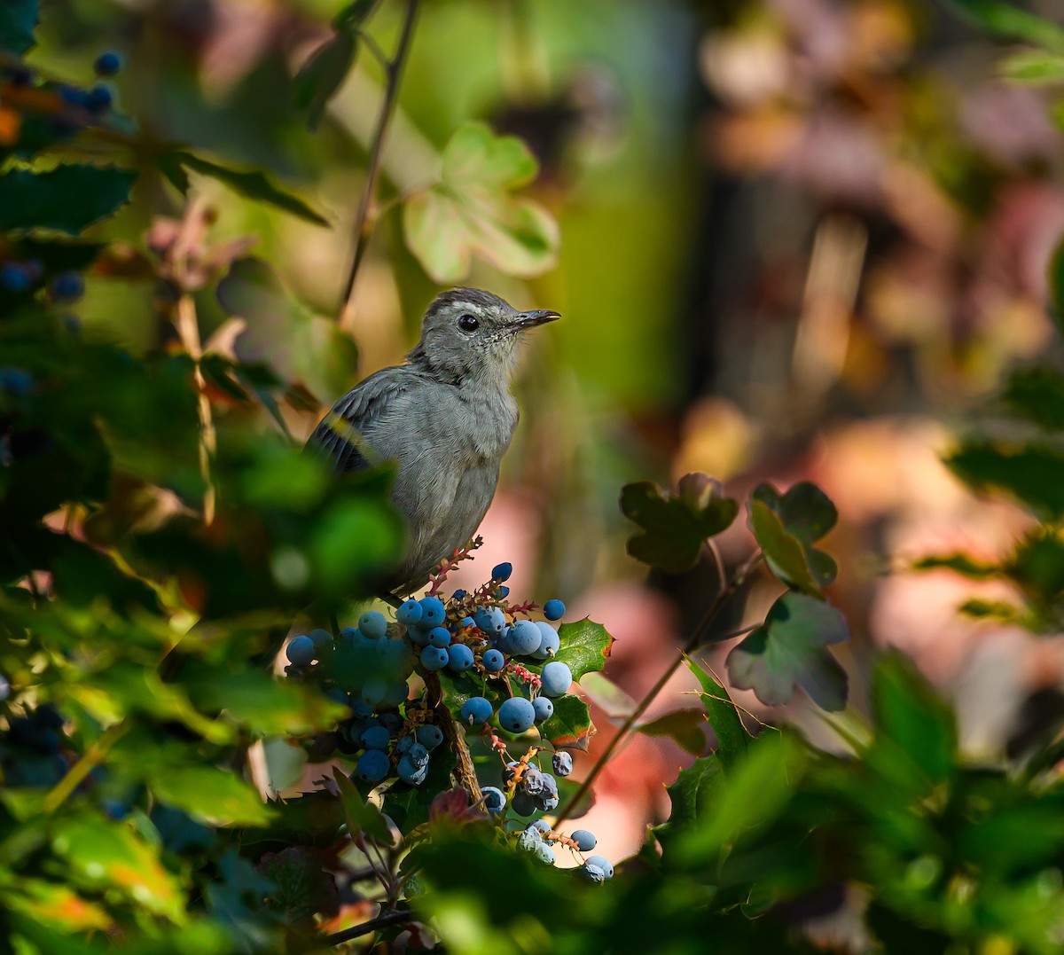 Gray Catbird - ML623383194