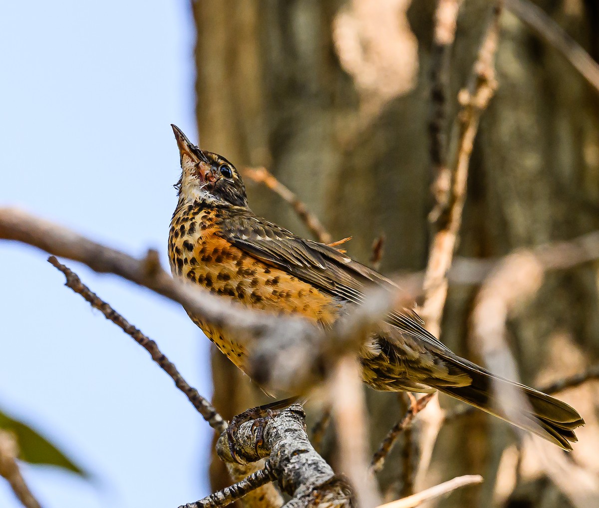 American Robin - ML623383197